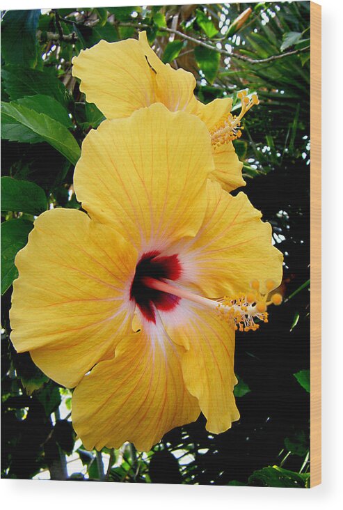 Hibiscus Wood Print featuring the photograph Pair of Beauties by Adam Johnson