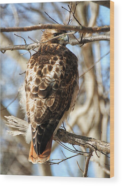 Wildlife Wood Print featuring the photograph Peeking Through the Branches by William Selander