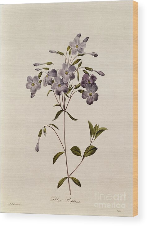 Phlox Wood Print featuring the drawing Phlox reptans by Pierre Joseph Redoute