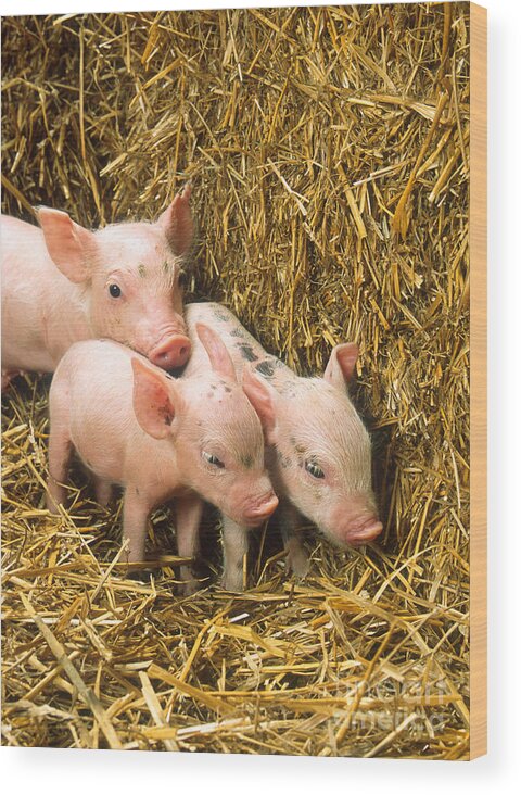 Animal Wood Print featuring the photograph Piglets by Science Source