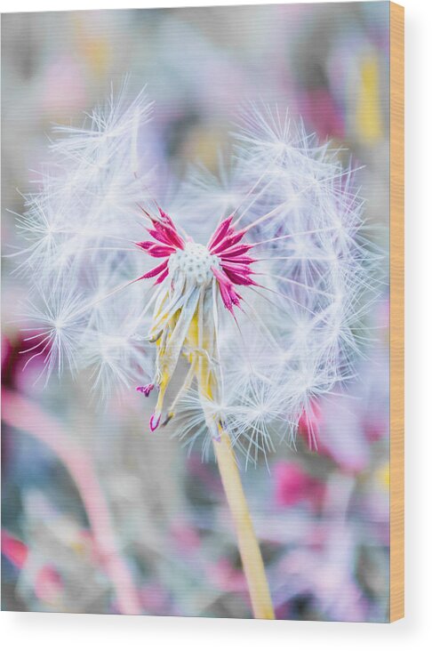Pink Wood Print featuring the photograph Pink Dandelion by Parker Cunningham