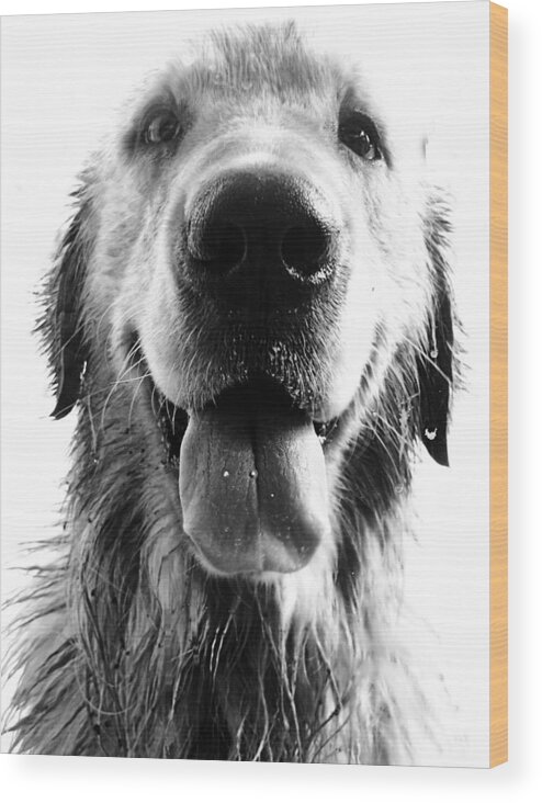 Argentina Wood Print featuring the photograph Portrait of a Happy Dog by Osvaldo Hamer