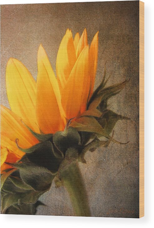 Sunflowers Wood Print featuring the photograph Profile by John Rivera