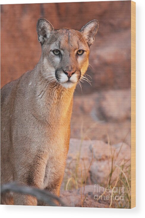 Arizona Wood Print featuring the photograph Puma At Sunset by Max Allen