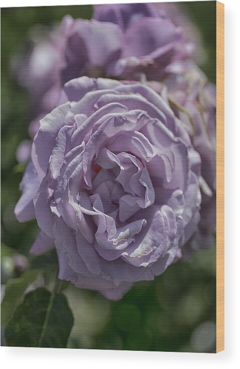 Rose Wood Print featuring the photograph Purple Rose by Patricia Dennis