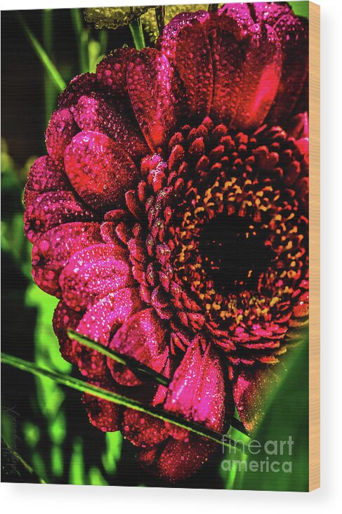 Gerbera Flower Wood Print featuring the photograph Raspberry Gerberay by Margaux Dreamaginations