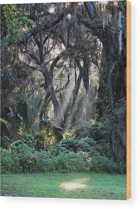 Rays Of Sunlight Wood Print featuring the photograph Rays of Sunlight by Robert Meanor