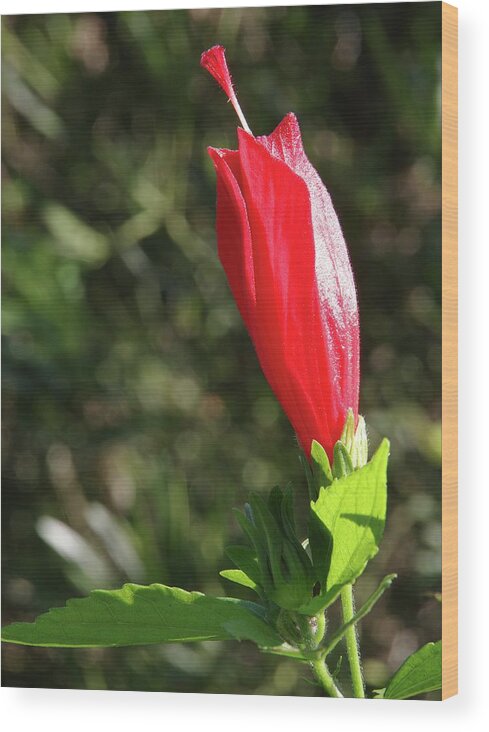Florida Wood Print featuring the photograph Red Prince Weigela by Richard Rizzo