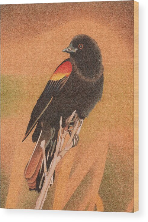 Art Wood Print featuring the drawing Red-winged Blackbird 3 by Dan Miller