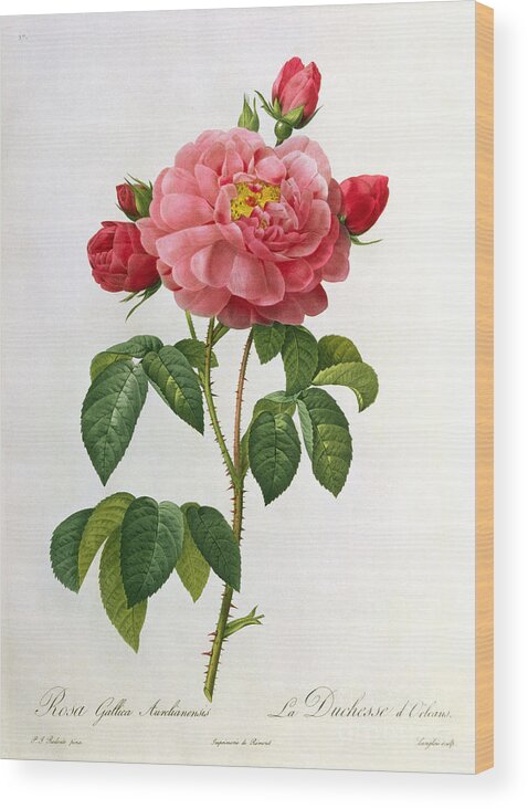 Rosa Wood Print featuring the drawing Rosa Gallica Aurelianensis by Pierre Joseph Redoute