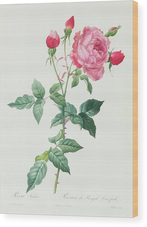 Rosa Wood Print featuring the drawing Rosa Indica by Pierre Joseph Redoute
