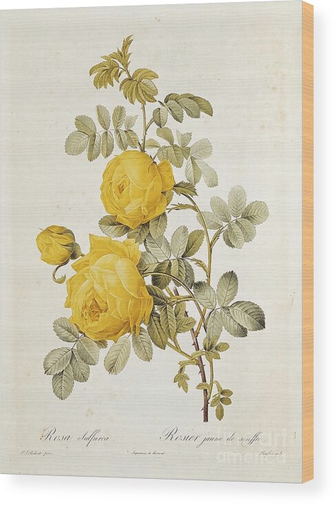 Rosa Wood Print featuring the drawing Rosa Sulfurea by Pierre Redoute