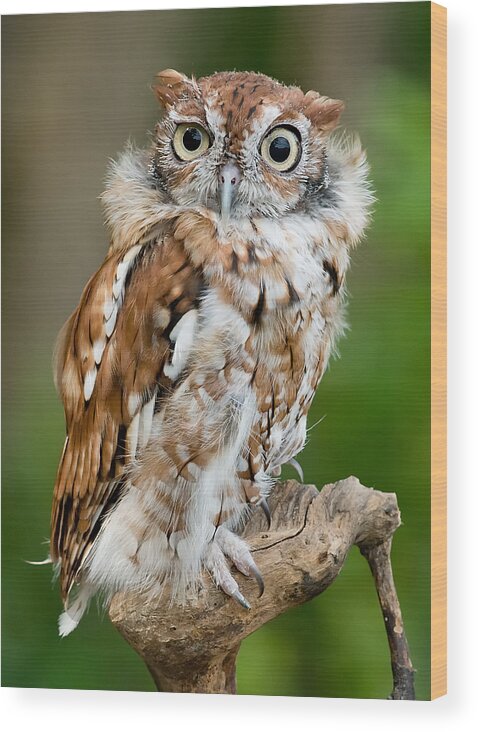 Screech Owl Wood Print featuring the photograph Screech Owl by Wade Aiken