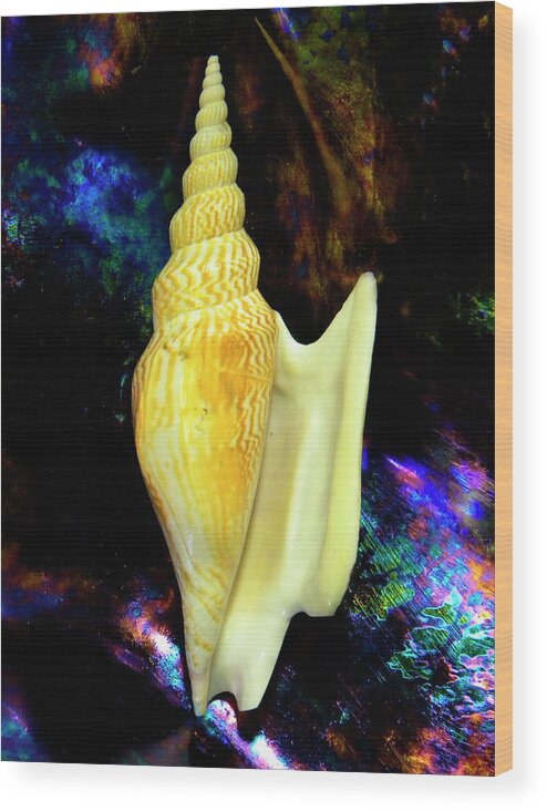 Frank Wilson Wood Print featuring the photograph Seashell Strombus listeri by Frank Wilson