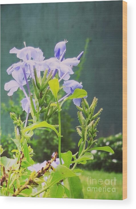  Wood Print featuring the photograph Serene purple by Rushan Ruzaick