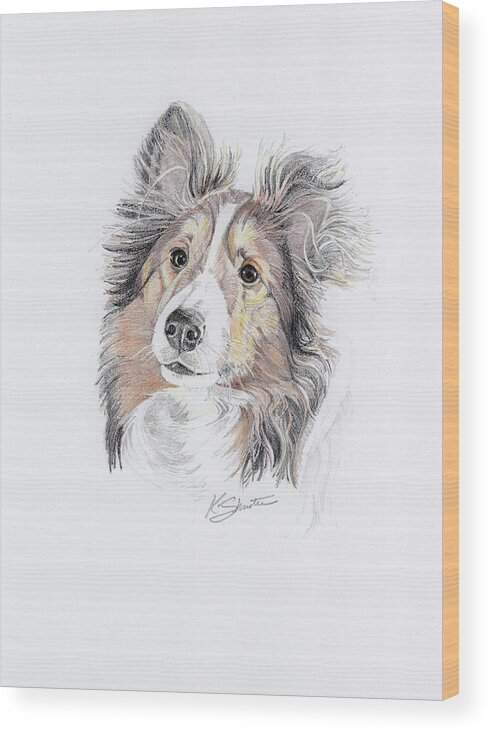 Dog Wood Print featuring the drawing Sheltie by Kathy Shuster