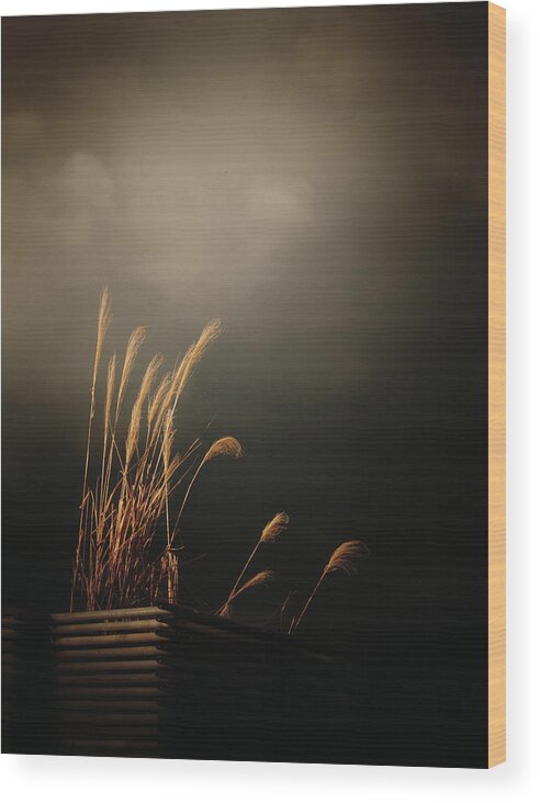 Silver Grass Wood Print featuring the photograph Silver Grass by Yuka Kato