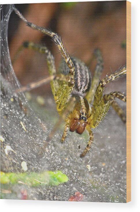 Wall Art Wood Print featuring the photograph Spider by Jeffrey PERKINS