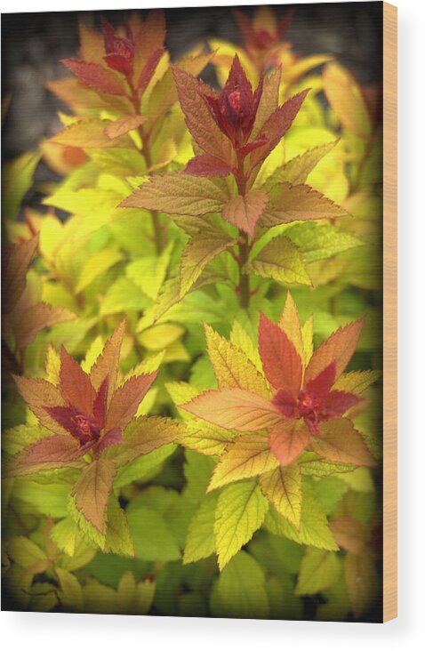 Plant Wood Print featuring the photograph Spirea Foliage by Nathan Abbott