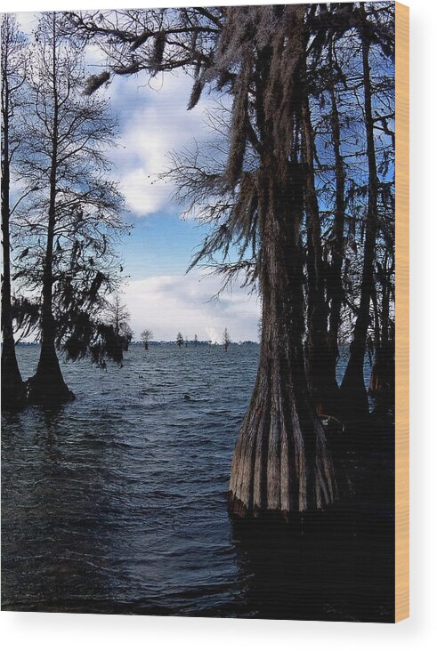 Nature Wood Print featuring the photograph Spooky Cypress Trees by Louis Dallara