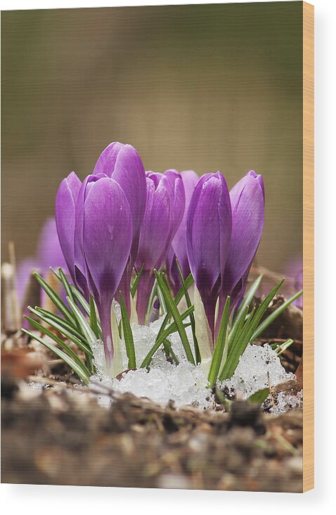Spring Wood Print featuring the photograph Spring Crocus by Mircea Costina Photography