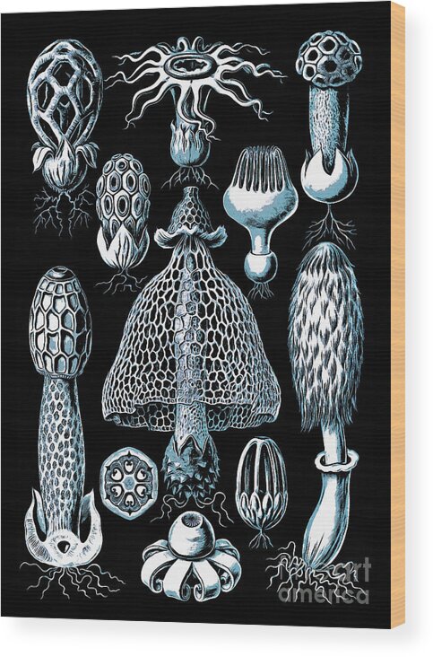 Scientific Wood Print featuring the drawing Stinkhorn Mushrooms Vintage Illustration by Edward Fielding