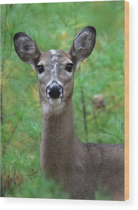Deer Wood Print featuring the photograph Stripe Faced Doe by Brook Burling