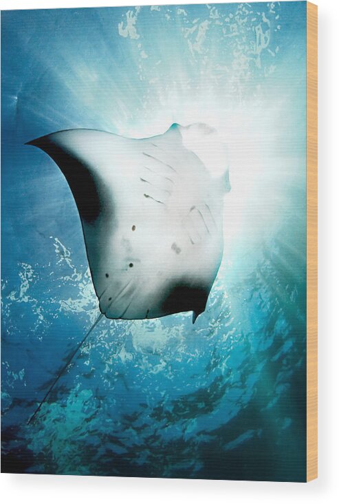 Manta Wood Print featuring the photograph Sun Diver by Henry Jager