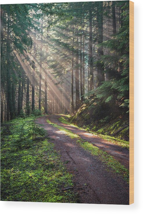 Landscape Wood Print featuring the photograph Sunbeam in Trees portrait by Jason Brooks