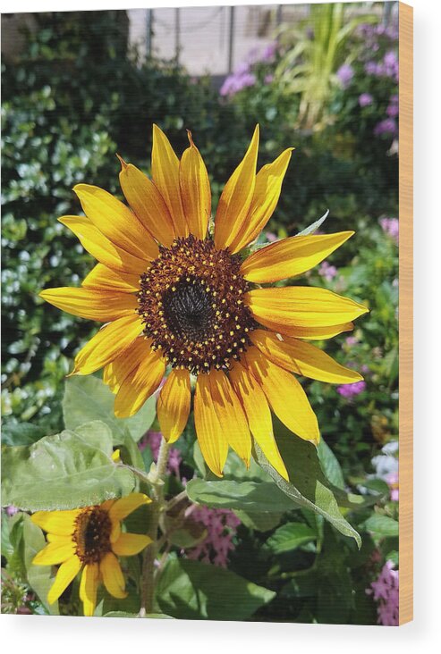 Flowers Wood Print featuring the photograph Sunshine by Rick Redman