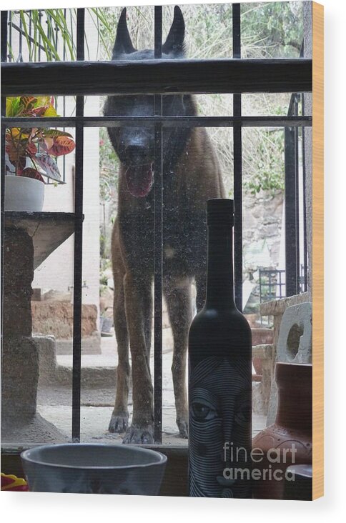 The Malinois Wood Print featuring the photograph Surprise Visitor by Rosanne Licciardi