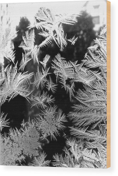 Winter Wood Print featuring the photograph Temporal Treasures by Polly Castor