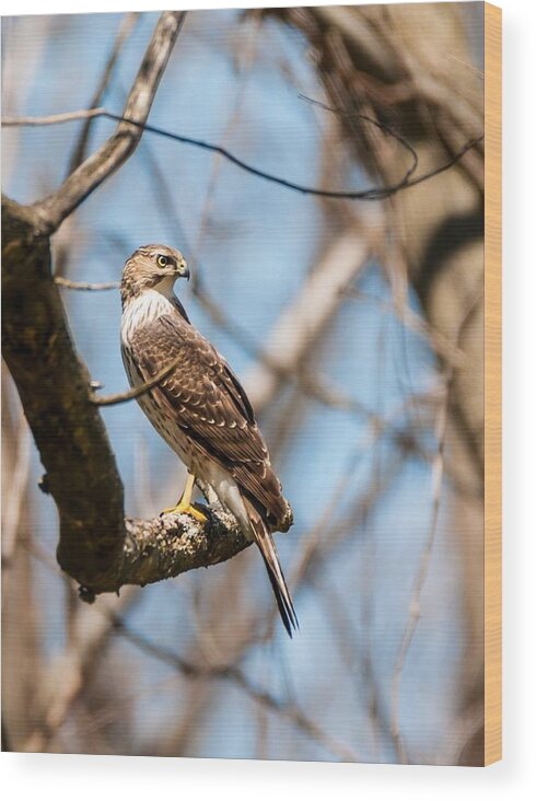 Cooper's Hawk Wood Print featuring the photograph The Cooper's Hawk by Heather Hubbard