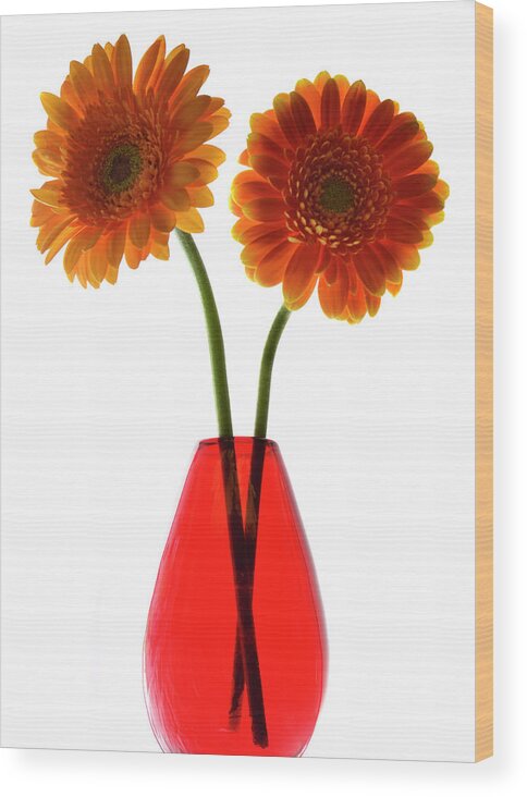 Gerbera Wood Print featuring the photograph The Gerbera Twins by Terence Davis