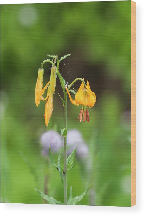 Flowers Wood Print featuring the digital art Tiger Lily in Olympic National Park by Michael Lee