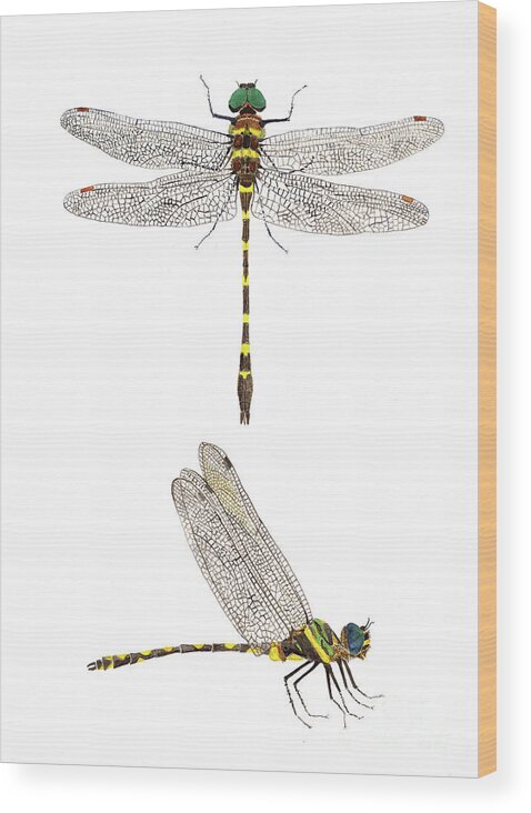 Dragonfly Wood Print featuring the painting Top and Side Views of a Male Georgia River Cruiser by Thom Glace