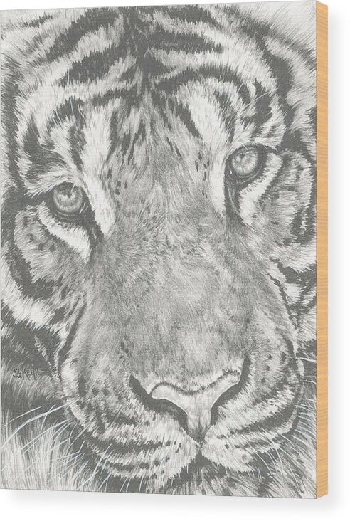 Tiger Wood Print featuring the drawing Scrutiny by Barbara Keith