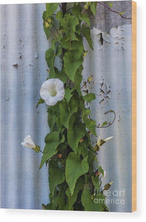 Astoria Wood Print featuring the photograph Wall Flower by Patti Schulze