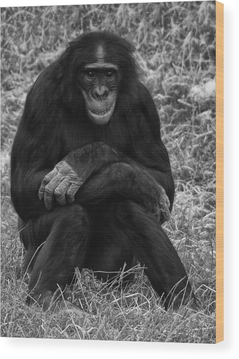 Chimp Wood Print featuring the photograph Wanna be like you by Nick Bywater