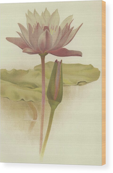 Water Lily Wood Print featuring the drawing Water lily Nymphaea zanzibarensis by English School