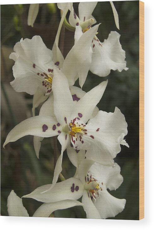 White Wood Print featuring the photograph White Orchids 2 by Michael Peychich