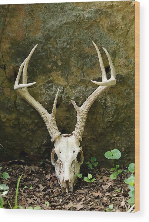 Nature Wood Print featuring the photograph White-tailed Deer Skull in the Woods by Sheila Brown