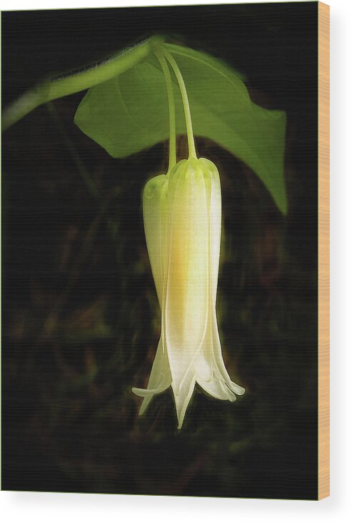 Woods Wood Print featuring the photograph Smiths Fairybell Wildflower by Jean Noren