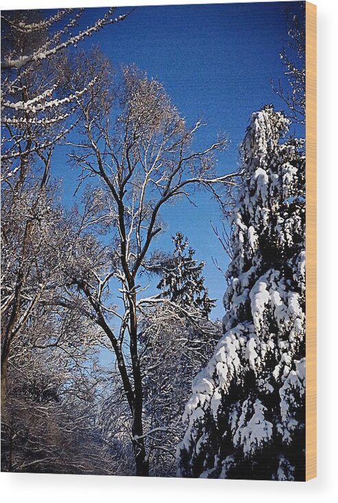 Frank-j-casella Wood Print featuring the photograph Winter Sunshine by Frank J Casella