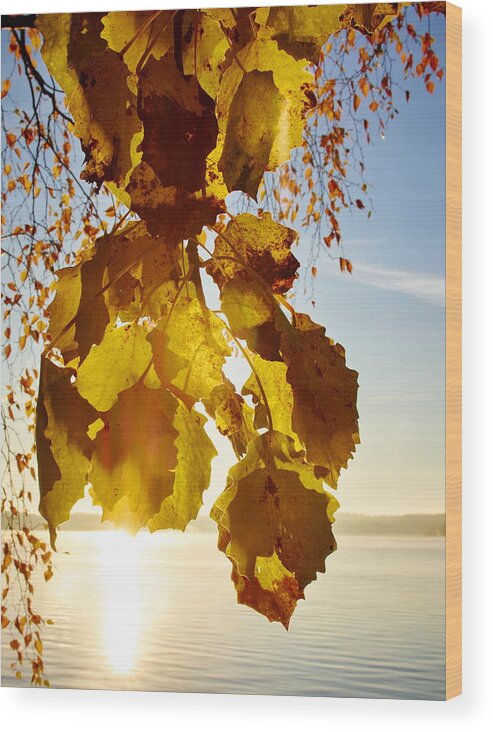 Finland Wood Print featuring the photograph Yellow leaves of Aspen in the Morning Sun by Jouko Lehto