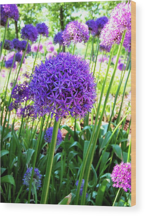 Allium Everywhere Wood Print featuring the photograph Allium Everywhere #1 by Leslie Montgomery
