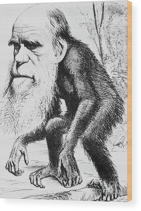 Darwin Wood Print featuring the photograph Caricature Of Charles Darwin And Natural Selection #1 by Science Photo Library