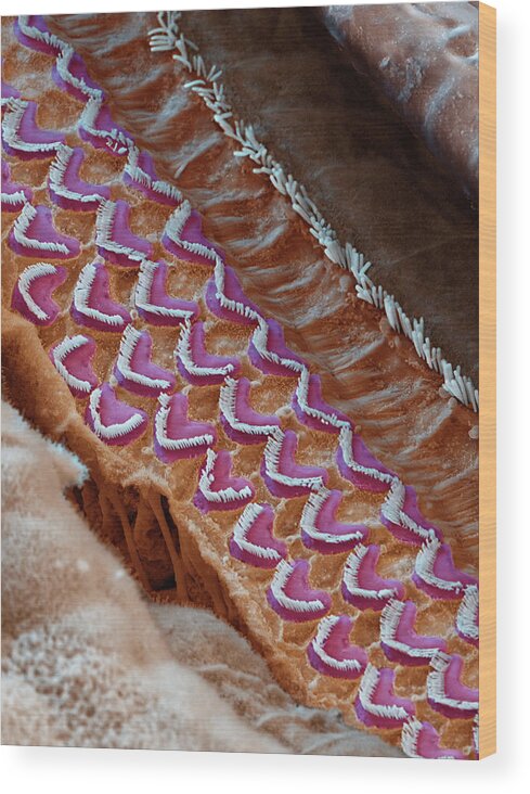 Cochlea Wood Print featuring the photograph Cochlea, Outer And Inner Hair Cells, Sem #1 by Oliver Meckes EYE OF SCIENCE