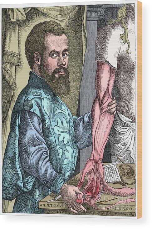 Anatomy Wood Print featuring the drawing Andreas Vesalius 16th Century Flemish #2 by Print Collector