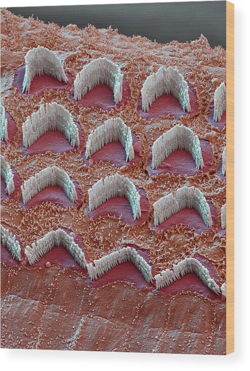 Cochlea Wood Print featuring the photograph Cochlea, Outer Hair Cells, Sem #22 by Oliver Meckes EYE OF SCIENCE